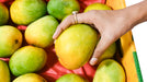 Hand selecting a mango from a pile of green and yellow mangoes.